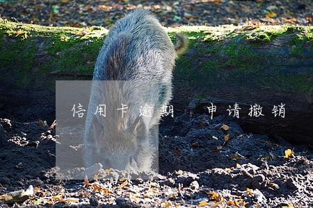 信用卡逾期 申请撤销 信用卡逾期 申请撤销